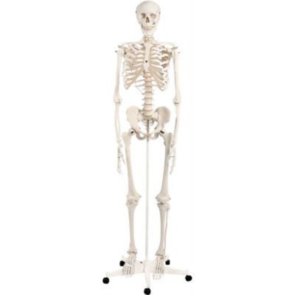 Fabrication Enterprises 3B® Anatomical Model - Stan The Classic Skeleton on Roller Stand 949967